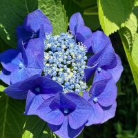 ガクアジサイの青い装飾花と中央の両性花がはっきり見える写真。探究的学習に使える植物の構造例。