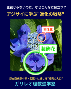 ガクアジサイの両性花と装飾花を示した図解(ガリレオ理数進学塾)
