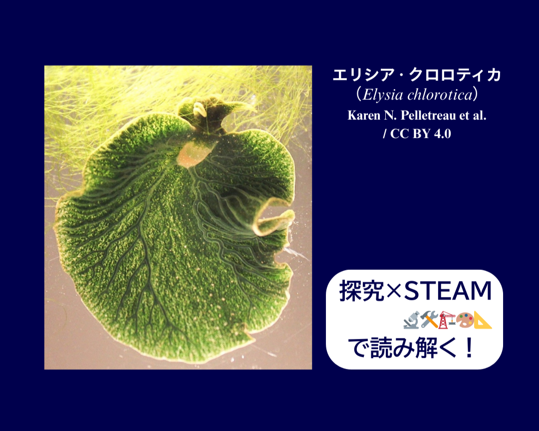 光合成する「海の葉」──Elysia chlorotica の姿