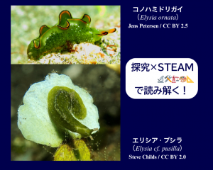 2種の光合成ウミウシの姿を比べてみよう