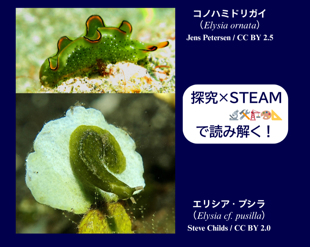 2種の光合成ウミウシの姿を比べてみよう