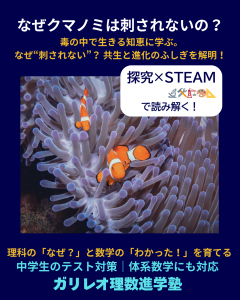 イソギンチャクの中を泳ぐクマノミと、その共生のしくみを探究するSTEAM教育ビジュアル