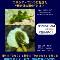 光合成能力をもつ2種のウミウシ。上がコノハミドリガイ（Elysia ornata）、下がエリシア・プシラ（Elysia cf. pusilla）