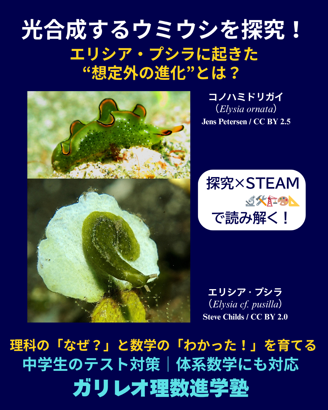 光合成能力をもつ2種のウミウシ。上がコノハミドリガイ（Elysia ornata）、下がエリシア・プシラ（Elysia cf. pusilla）