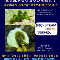 光合成能力をもつ2種のウミウシ。上がゴクラクミドリガイ（Elysia ornata）、下がコンボルタ（Elysia cf. pusilla）