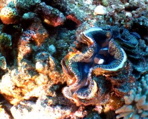 光を浴びて外套膜を広げるシャコガイ。褐虫藻が共生し、光合成で栄養をつくっている様子が見られる