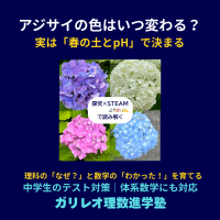 アジサイの花の色が土壌pHによって変わる仕組みを説明するSTEAM教育の図（青・ピンク・白・紫のアジサイ）